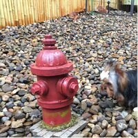 Design Toscano Fire Hydrant Dog's Second Best Friend Garden Art